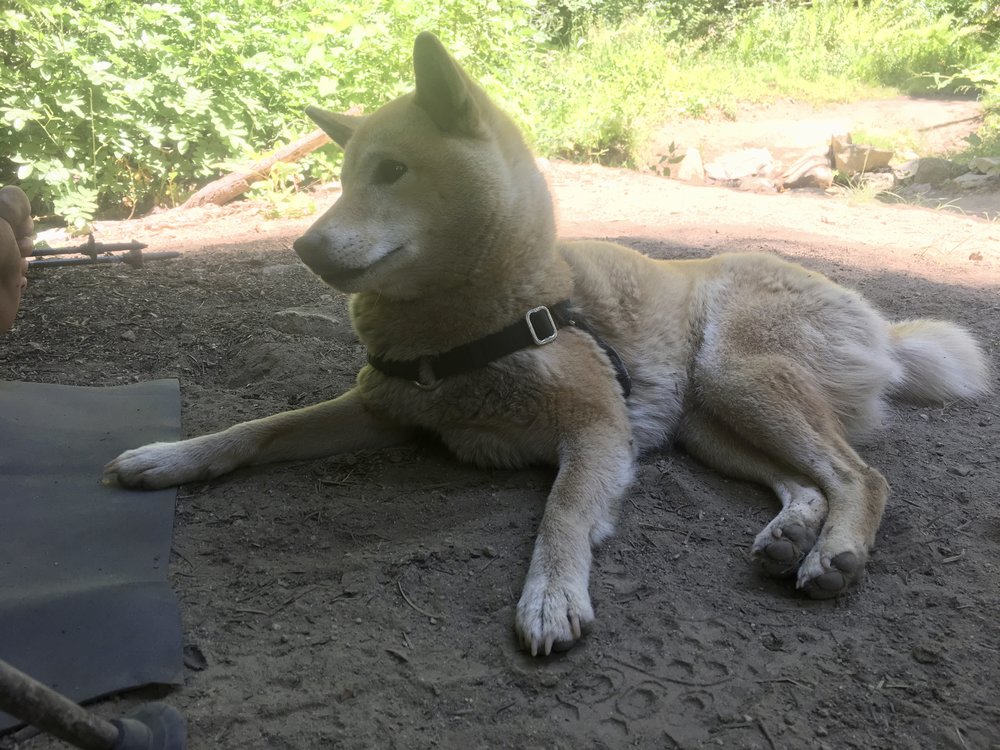 Kora, Steel’s doggy hiking partner, enjoying a shady lunch break in Northern California.