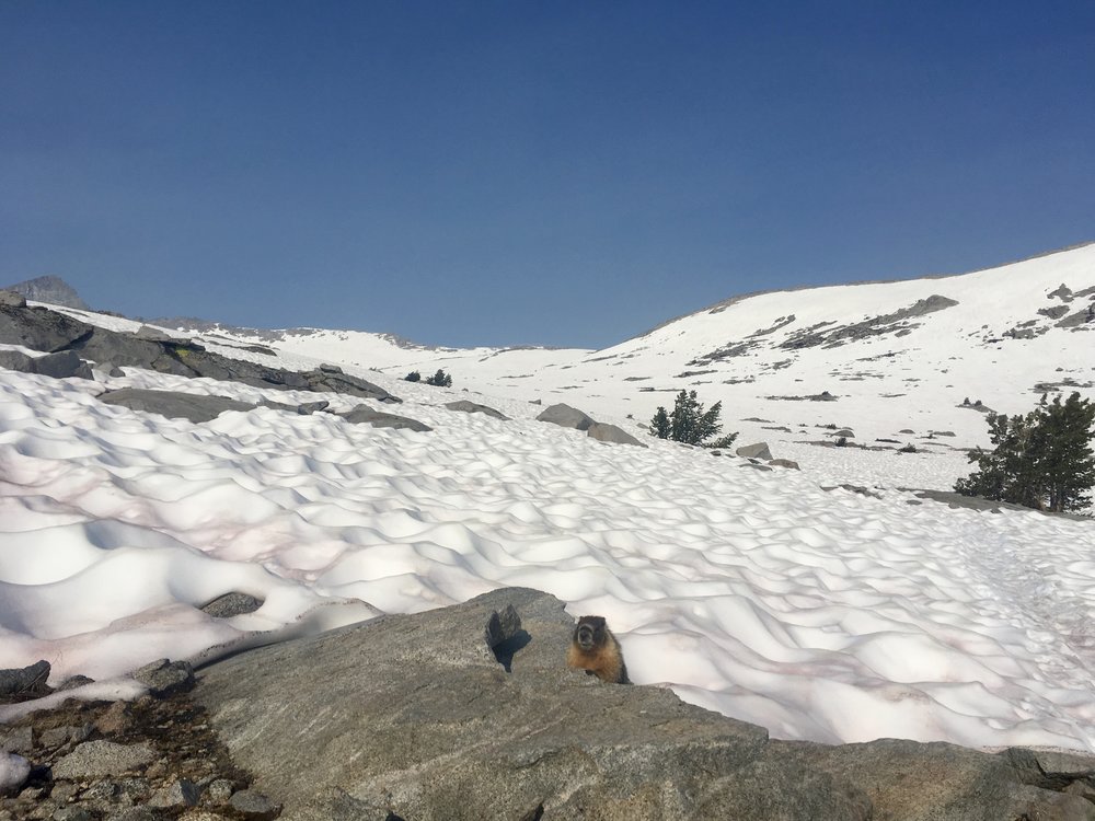 A marmot at the approach of Donohue Pass. I literally didn’t know about the existence of marmots until this hike, and they quickly became my favorite wild, furry friends.